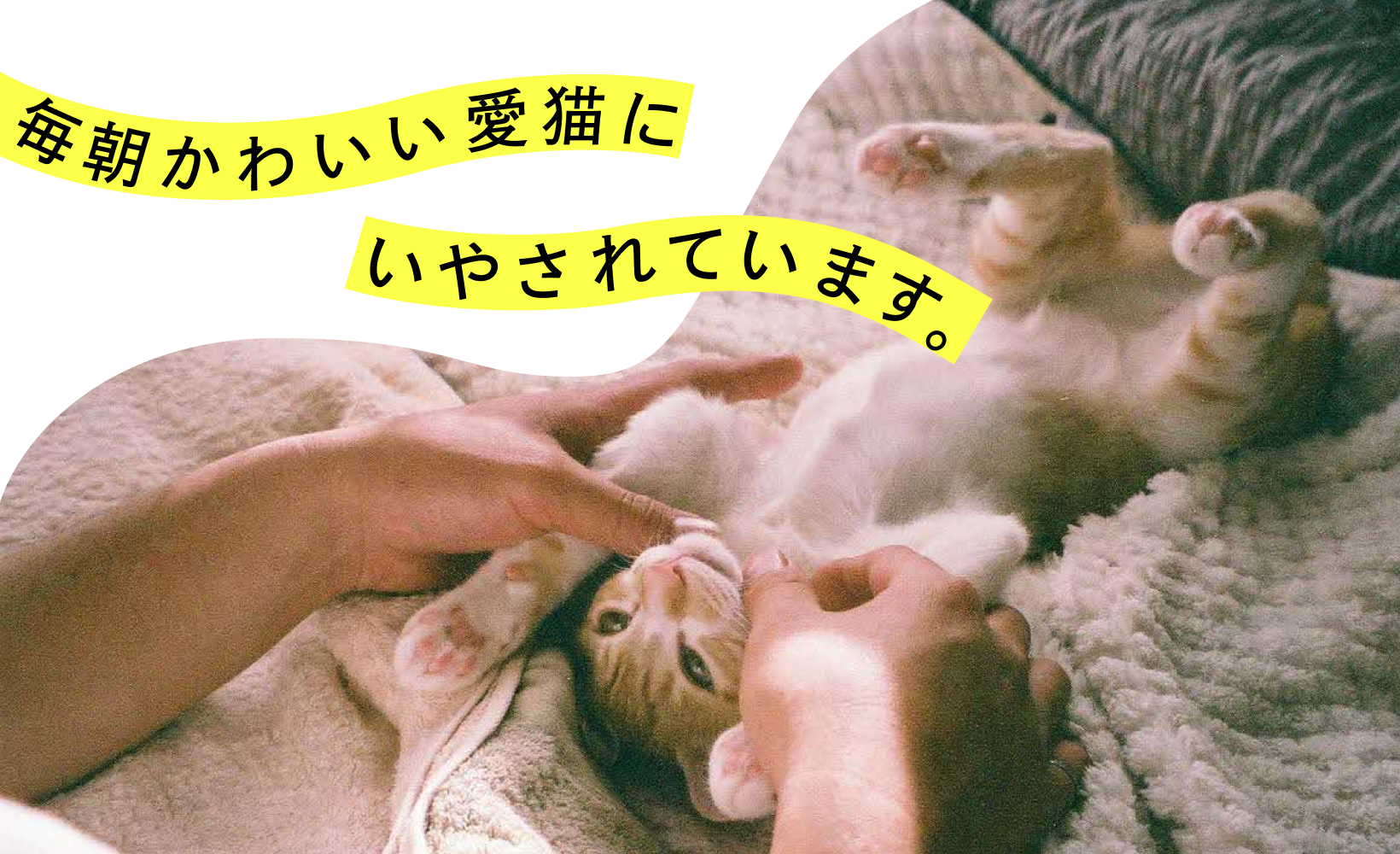 毎朝かわいい愛猫にいやされています。